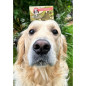 Shampoing solide naturel pour animaux Shampoing solide naturel pour animaux